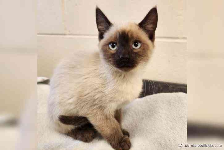 BC SPCA takes in 46 animals from farm, all available for adoption soon