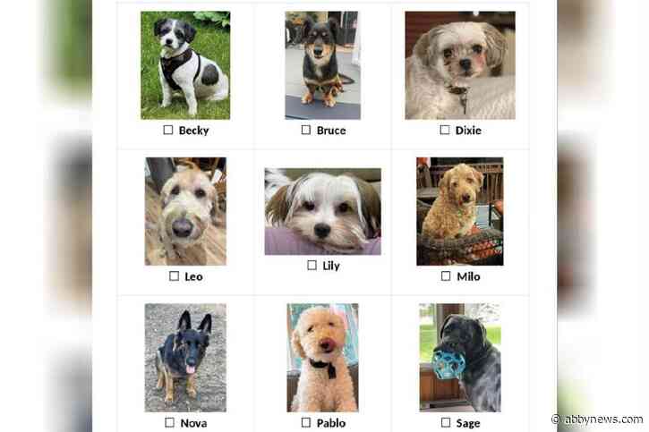 Canine-dates instead of candidates: Puppy MLA elections in Christina Lake