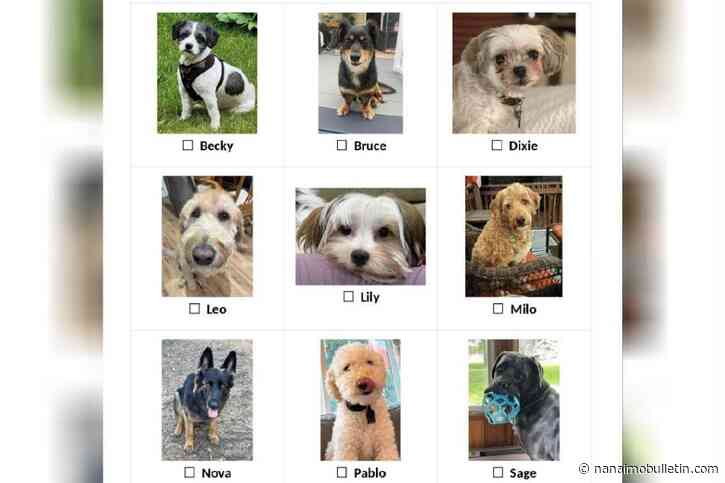 Canine-dates instead of candidates: Puppy MLA elections in Christina Lake
