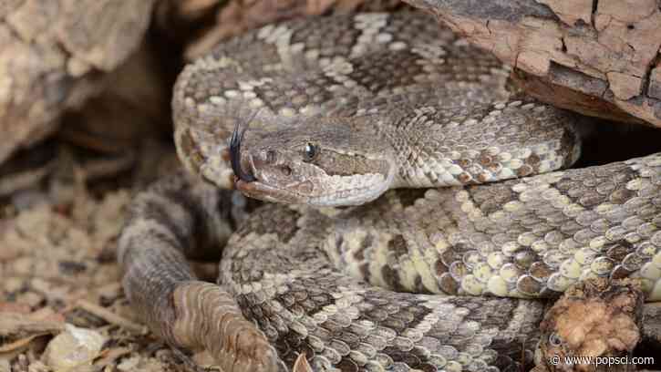 Rattlesnake bite venom is based on their personality