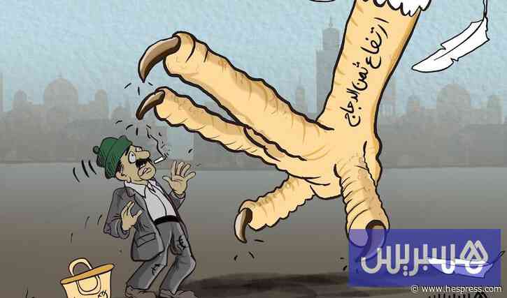 تراجع الإنتاج يلهب أسعار الدجاج بالمغرب.. وتحذيرات من المضاربة والاحتكار