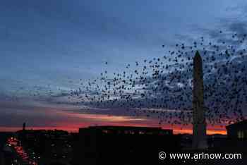 More than 16 million birds have flown over Arlington so far this fall