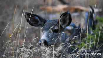 Sask.'s CWD testing program reinstated after feedback from hunters, province says