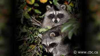 Raccoon rabies continues to spread in Quebec as government reports 3rd infected cat