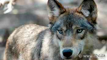 Wolf euthanized after rare attack near Cameco site in northern Sask.