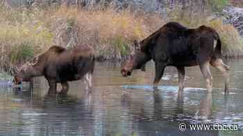 First Nations do not have protected right to hunt moose, Manitoba's lawyers argue