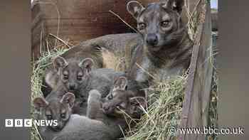 Zoo welcomes 'troublesome' trio of baby fossas