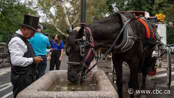 New York City council votes to advance bill that would ban horse-drawn carriages