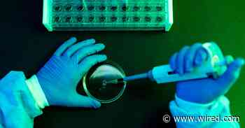 What to Know About Shamonda Virus Following the First Reported Human Infection