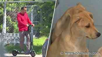 Miami approves new e-scooter rules, increases penalties for animal cruelty