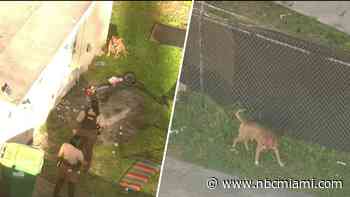 Animal services takes dog that attacked teen girl in northwest Miami-Dade