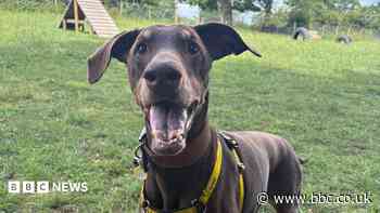 Bella's year-long search for her forever home