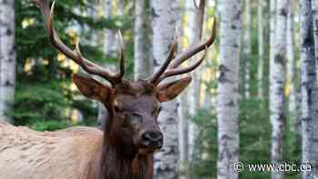 'We made a mistake,' Saskatchewan says, reinstating chronic wasting disease program