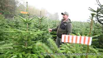 Vor der Weihnachtsbaum-Saison – So werden die Preise