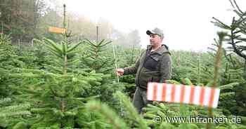 Vor der Weihnachtsbaum-Saison - So werden die Preise