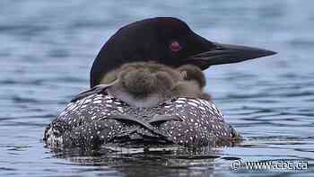 The haunting call of Canada's common loon is becoming less common amid widespread declines, study suggests