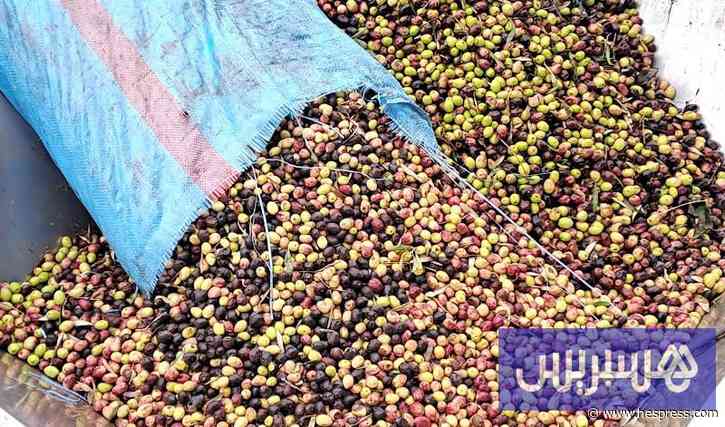 أسعار الزيتون تتراوح بين 4 و6 دراهم وسط توقعات بمزيد من الانخفاض