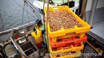 Warum die Krabbensaison an der Nordsee schlecht läuft