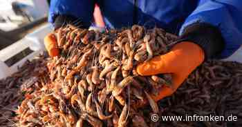 Warum die Krabbensaison an der Nordsee schlecht läuft