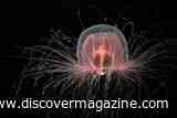 The Immortal Jellyfish Cheats Death by Reverting to a Polyp When Injured or Stressed