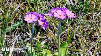 Project aims to protect rare arctic-alpine plants