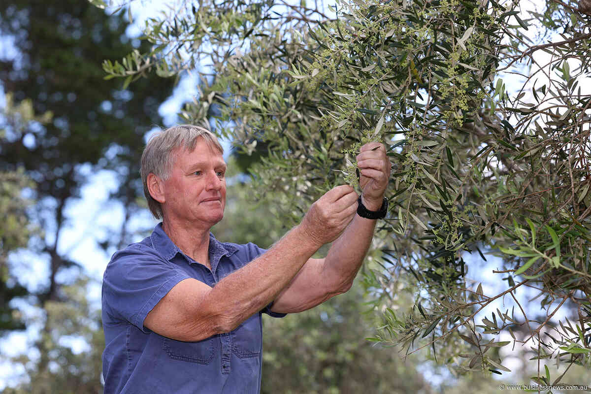 Demand boom, supply crunch make for fruitful olive grove returns