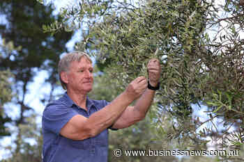 Demand boom, supply crunch make for fruitful olive grove returns