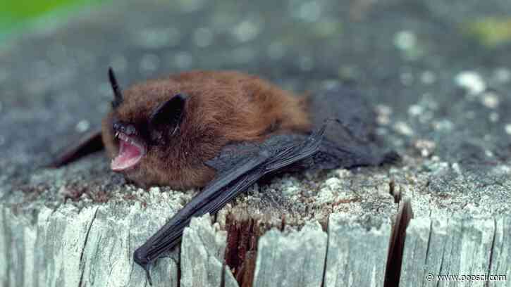 Bat mothers’ hearts beat faster when they hear their pups