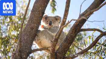 NSW's second-largest national park created to protect koalas