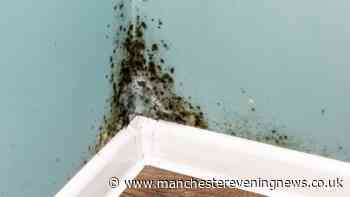 'No more dampness on my walls, and it prevents mould'