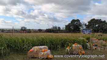 I visited Twycross Zoo's Room on the Broom Corn Maze and it's an enchanting, immersive experience