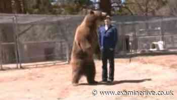 Hollywood star bear killed animal trainer with fatal bite in terrifying wrestling stunt