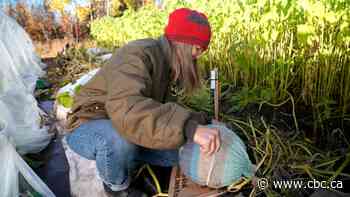 Librarian knits sweaters to keep pumpkins gourd and warm | The Moment