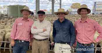 'Phenomenal': national first-cross ewe record broken as buyers chase numbers