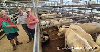 Northern rainfall bumps confidence, prices at Tamworth store sale
