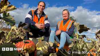Pumpkin patches see a bright side to scorching summer