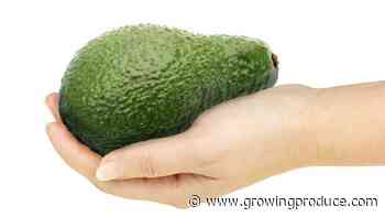 Why a Fortune Magazine Op-Ed Has California Avocado Growers Riled Up