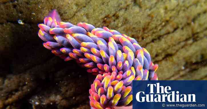 Country diary: Slugs? Dull? This one is pure showbiz | Charlie Elder