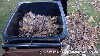 Wer muss das Laub vom Nachbarsbaum im Garten entfernen?