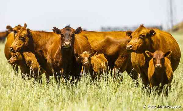¿Con menos rodeos se puede contrarrestar el calentamiento global?