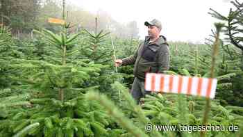 Weihnachtsbäume könnten teurer werden