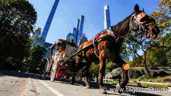 Pferdekutschen im New Yorker Central Park sollen abgeschafft werden
