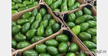 Marokkaanse telers zoeken afzet voor groene avocado's dichter bij huis
