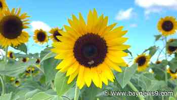 From sunflowers to slides, Amber Brooke Farms offers a taste of Florida farm life