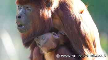 New baby red howler monkey is welcomed at Yorkshire Wildlife Park