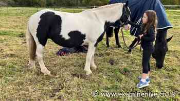 Double blow for girl, 8, as pony and its foal die within weeks