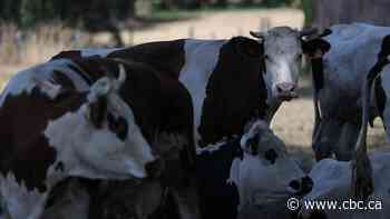 1st human case of livestock virus Shamonda reported in France