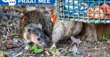 Rattenoverlast neemt toe in Brabant: wat is jouw ervaring (of tip)