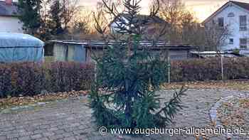 Keine traurige Tanne mehr: Die Reischer wünschen sich einen schönen Christbaum