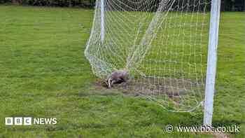 Sett piece: Trapped badger freed from football net